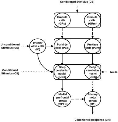 Cortico-Cerebellar Hyper-Connections and Reduced Purkinje Cells Behind Abnormal Eyeblink Conditioning in a Computational Model of Autism Spectrum Disorder